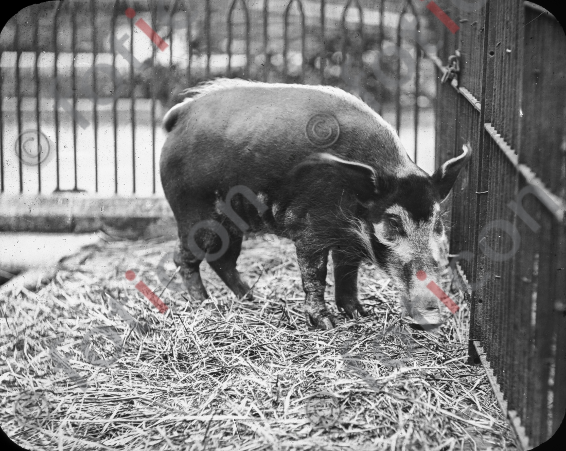 Pinselohrschwein | Red river hog - Foto foticon-simon-167-020-sw.jpg | foticon.de - Bilddatenbank für Motive aus Geschichte und Kultur
